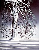 Fir Tree In Snow
