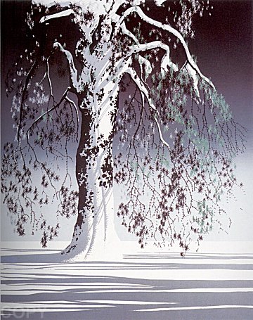 Fir Tree In Snow