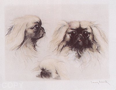 Pekingese