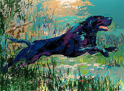 Black Labrador