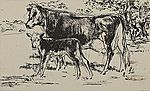 Bovine Family
