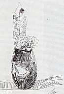 Flowers, II.105